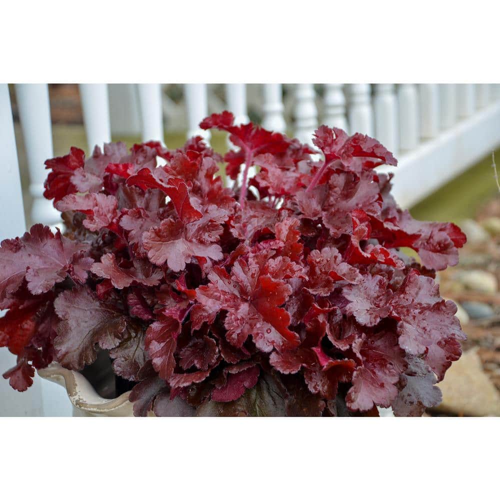 4.5 in. Quart Dolce Cherry Truffles Coral Bells (Heuchera), Live Plant, Red Foliage - Hercitys