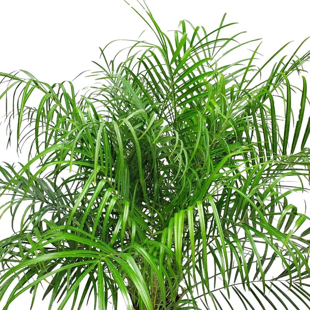 10 in. Roebellini Palm Tree with Long Rich Green Fronds - Hercitys