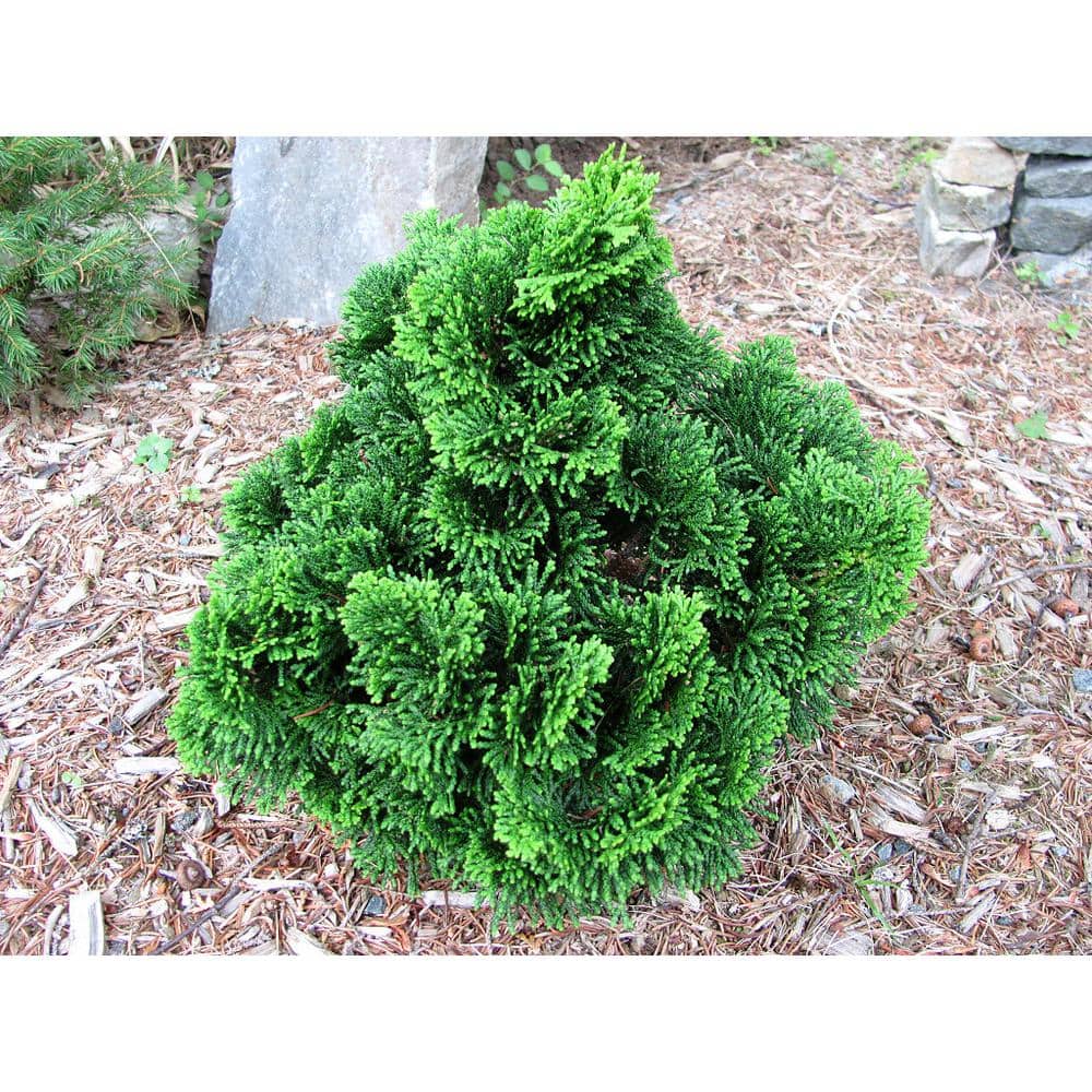 1 Gal. Dwarf Hinoki Cypress Shrub with Deep Green Coniferous Evergreen Foliage - Hercitys