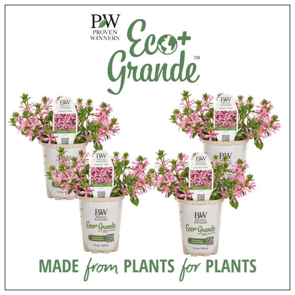 4.25 in. Eco+ Grande Stardiva Pink Fan Flower (Scaevola Aemula) Live Annual Plant with Pink Flowers 4-Pack - Hercitys