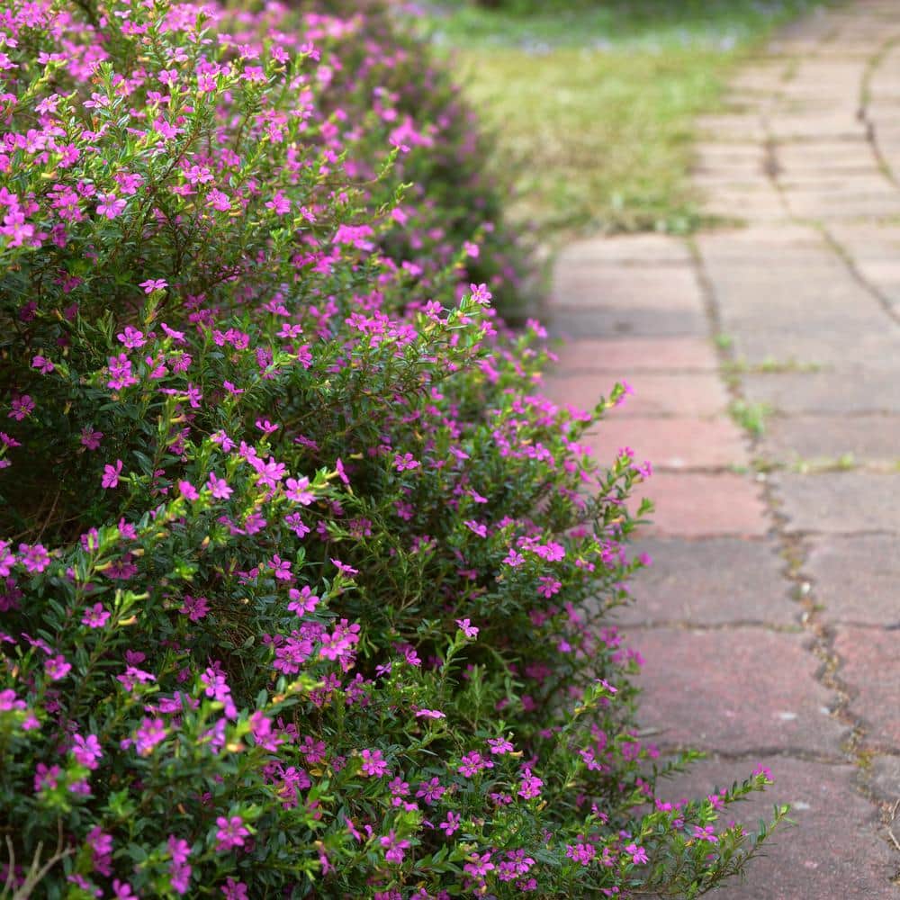 #1 Container Mexican Heather Shrub (4-pack) - Hercitys