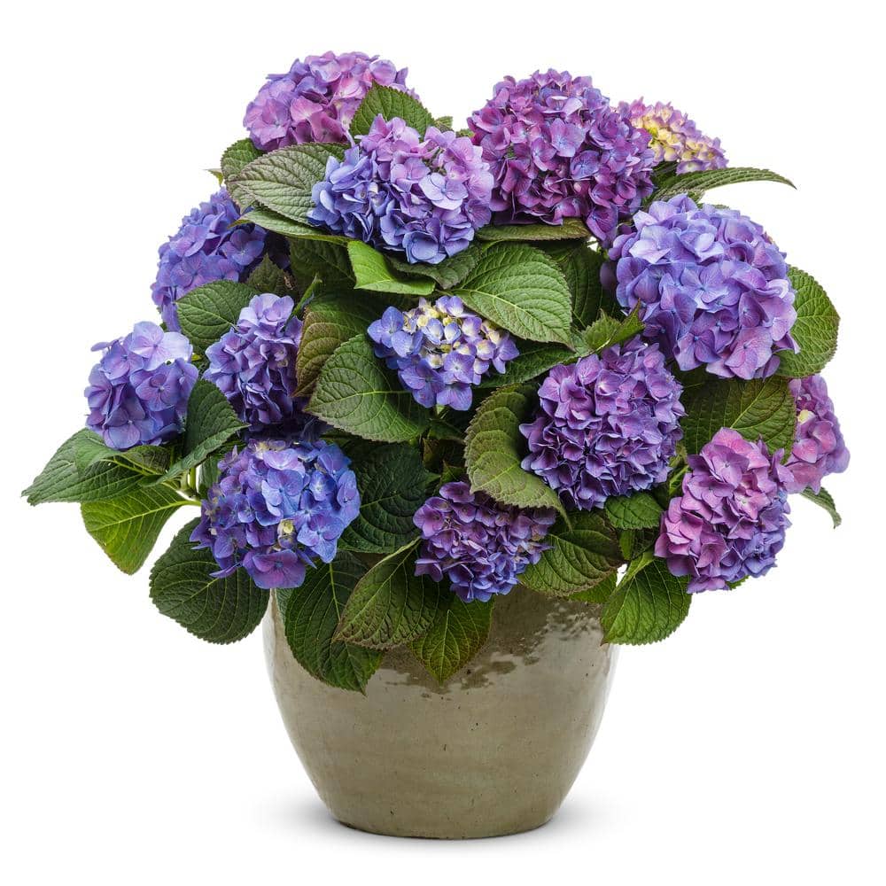 4.5 in. Qt. Let’s Dance Blue Jangles Reblooming Hydrangea, Live Shrub, Blue or Pink Flowers - Hercitys