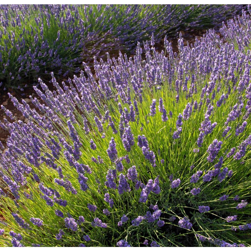 #5 Container Spanish Lavender Shrub - Hercitys
