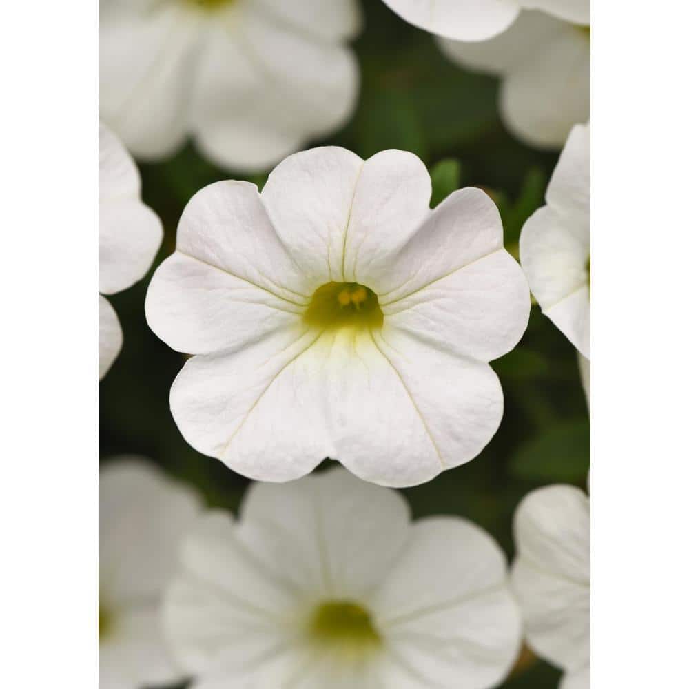 1.38 Pt. Petunia Limbo Gp White Flower in Grower’s Pot (4-Pack) - Hercitys