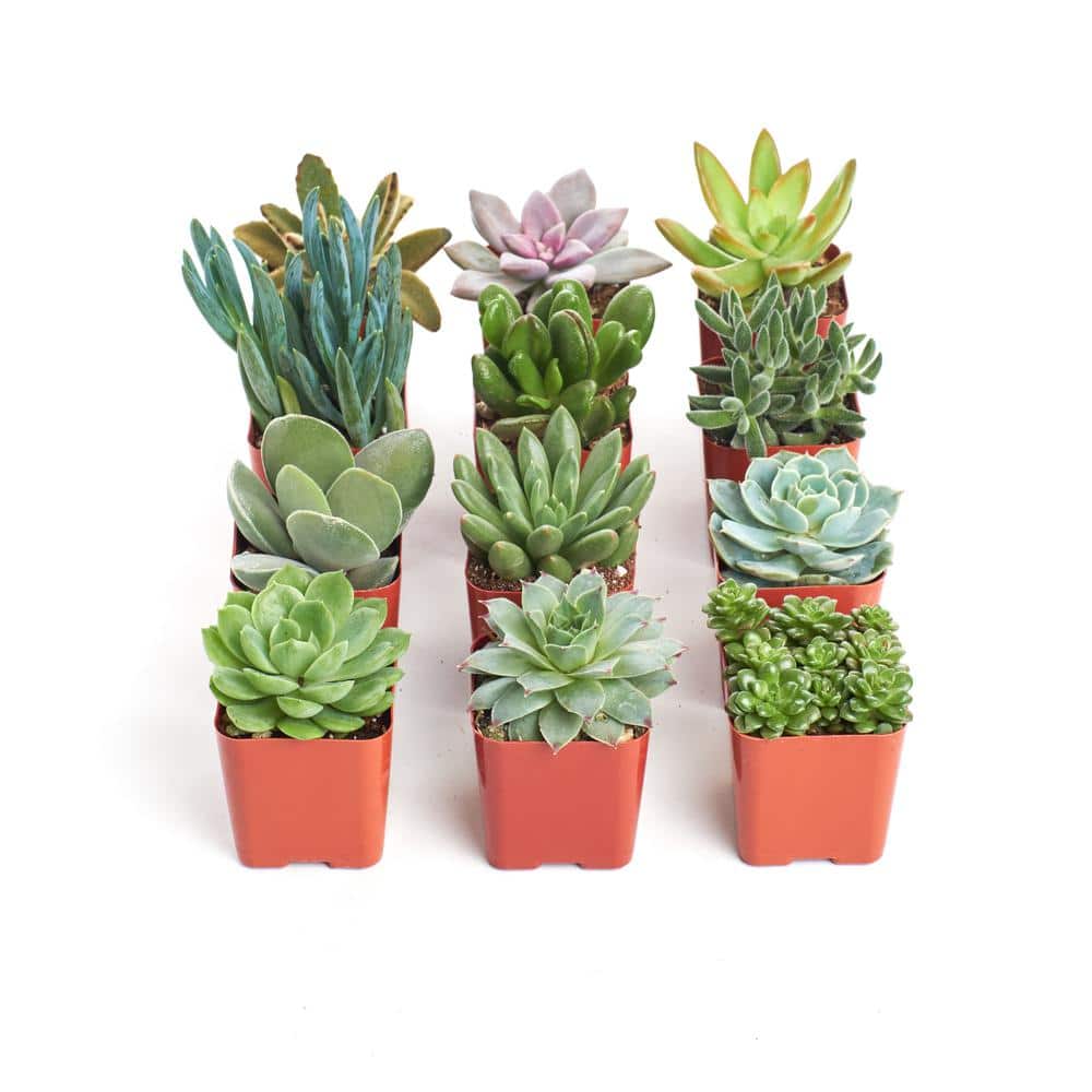 2 in. Unique Succulent (Collection of 12) - Hercitys