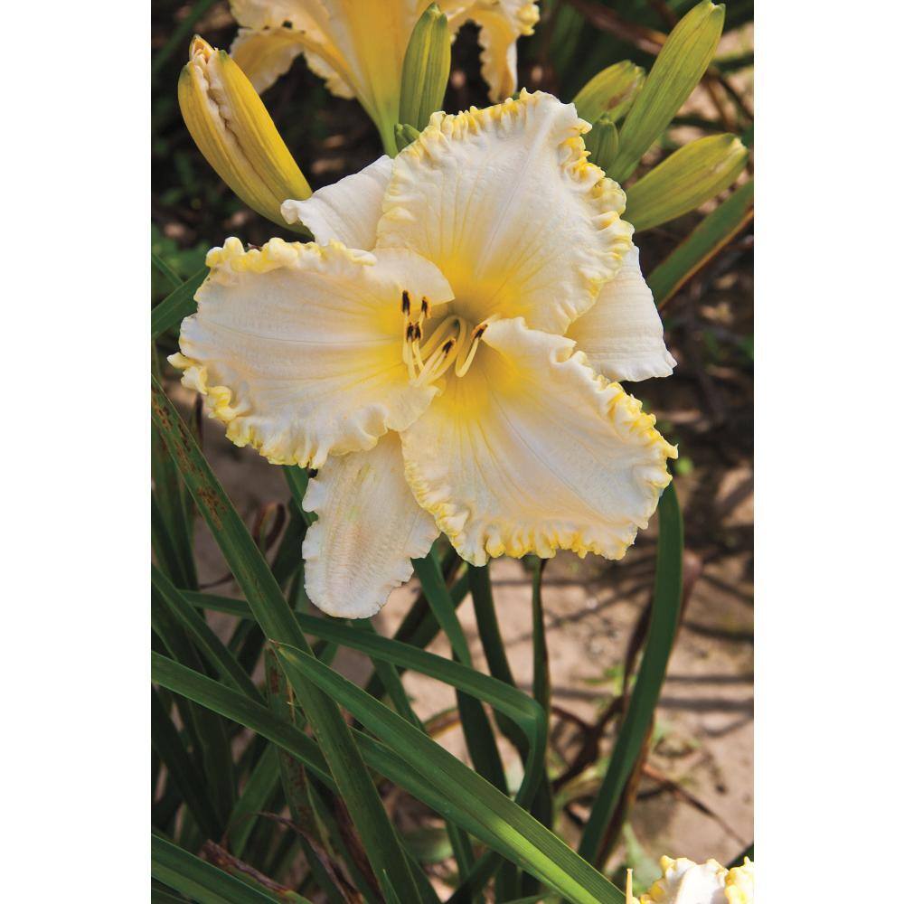 1 Gal. Pot, Marquee Moon Daylily Flowering Potted Perennial Plant (1-Pack) - Hercitys