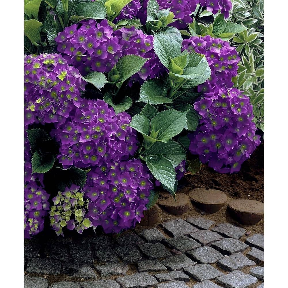 2 Gal. Hydrangea Violet Crown Shrub with Purple Flowers - Hercitys