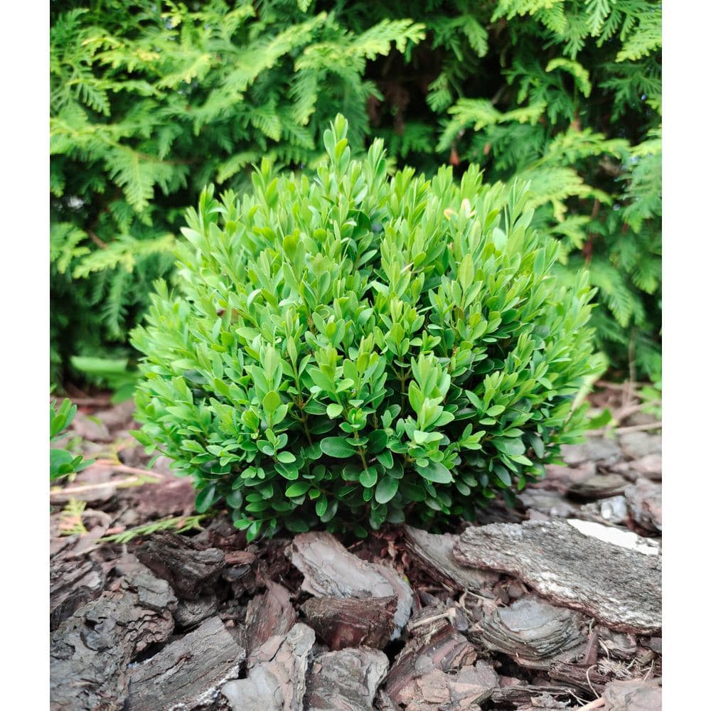 1 Gal. Baby Gem Boxwood Shrub with Naturally Compact Size Ideal for Urban Landscapes - Hercitys