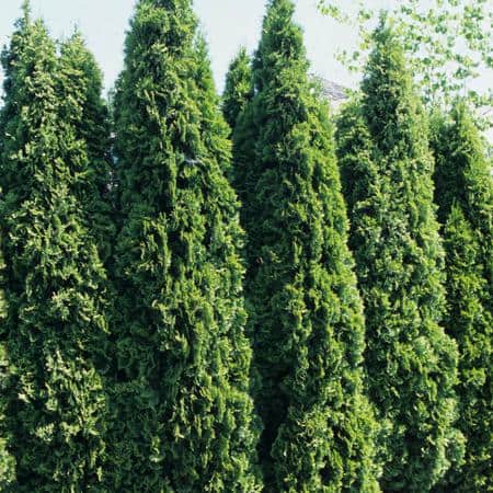 2.5 QT. – Emerald Green Arborvitae (Thuja) Live Evergreen Shrub, Green Foliage #1 Pot - Hercitys