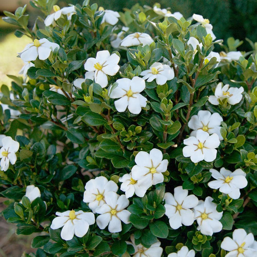 2 Gal. Scentamazing Gardenia – Live Evergreen Shrub with White Fragrant Blooms - Hercitys