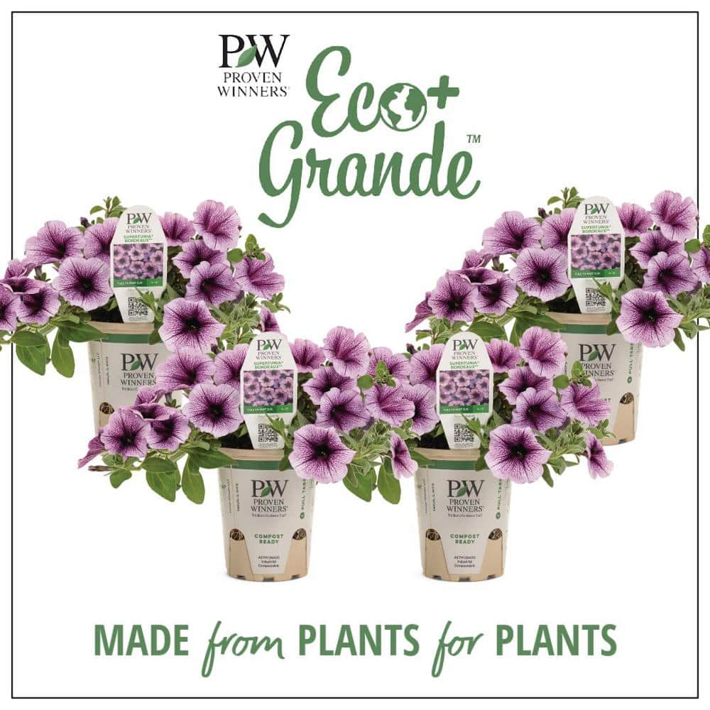 4.25 in. Eco+Grande Supertunia Bordeaux (Petunia) Live Plant, Light Purple Flowers with Deep Plum Veins (4-Pack) - Hercitys