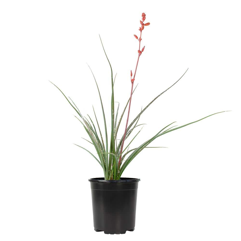 1 Gal. Hesperaloe Parviflora Red Yucca Color Plant - Hercitys