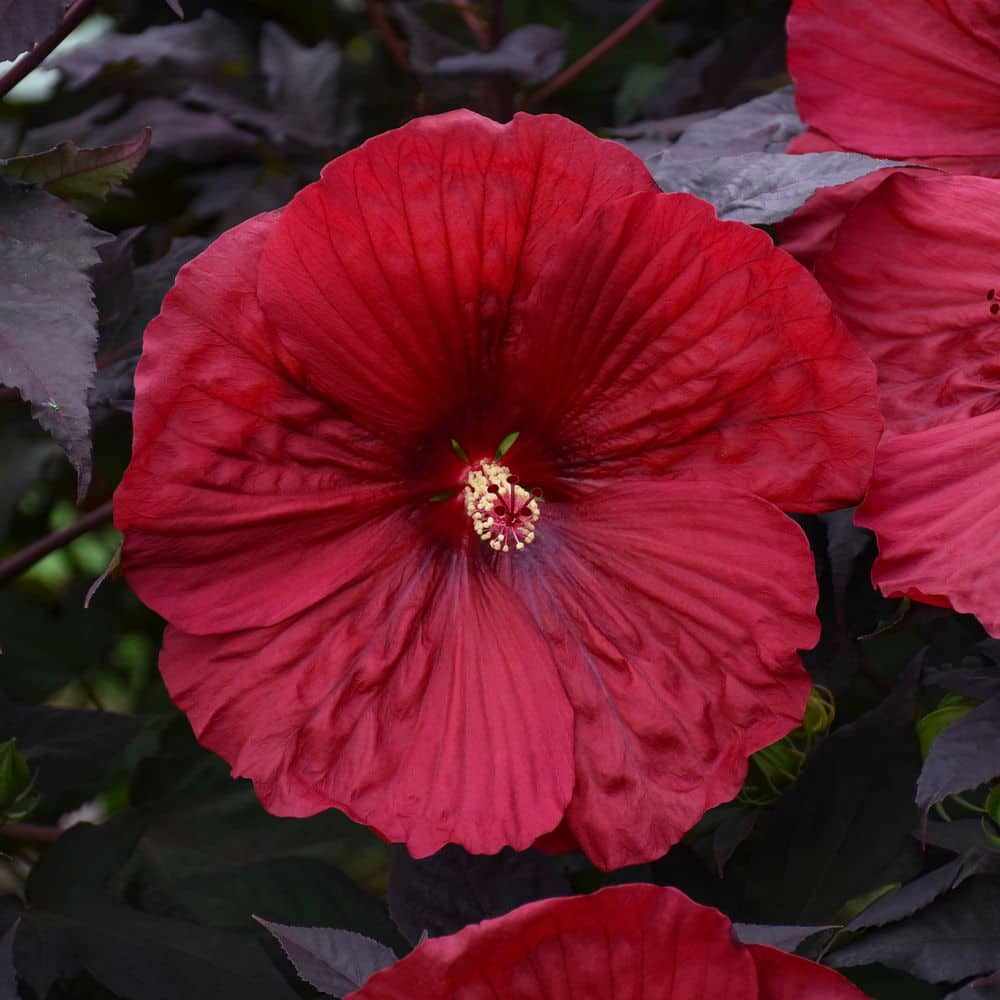 2 Gal. Summerific Holy Grail Rose Mallow (Hibiscus Hybrid) Live Perennial Plant with Red Flowers - Hercitys