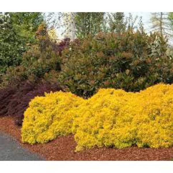 1 Gal. Dwarf Golden Barberry Shrub with Exceptionally Bright Yellow Foliage - Hercitys