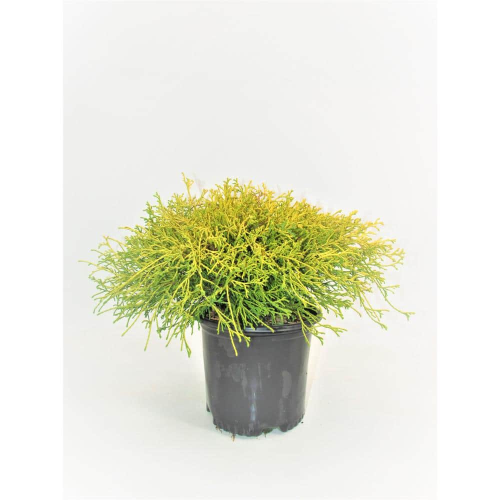 1 Gal. Chamaecyparis Gold Mop Live Evergreen Shrub - Hercitys