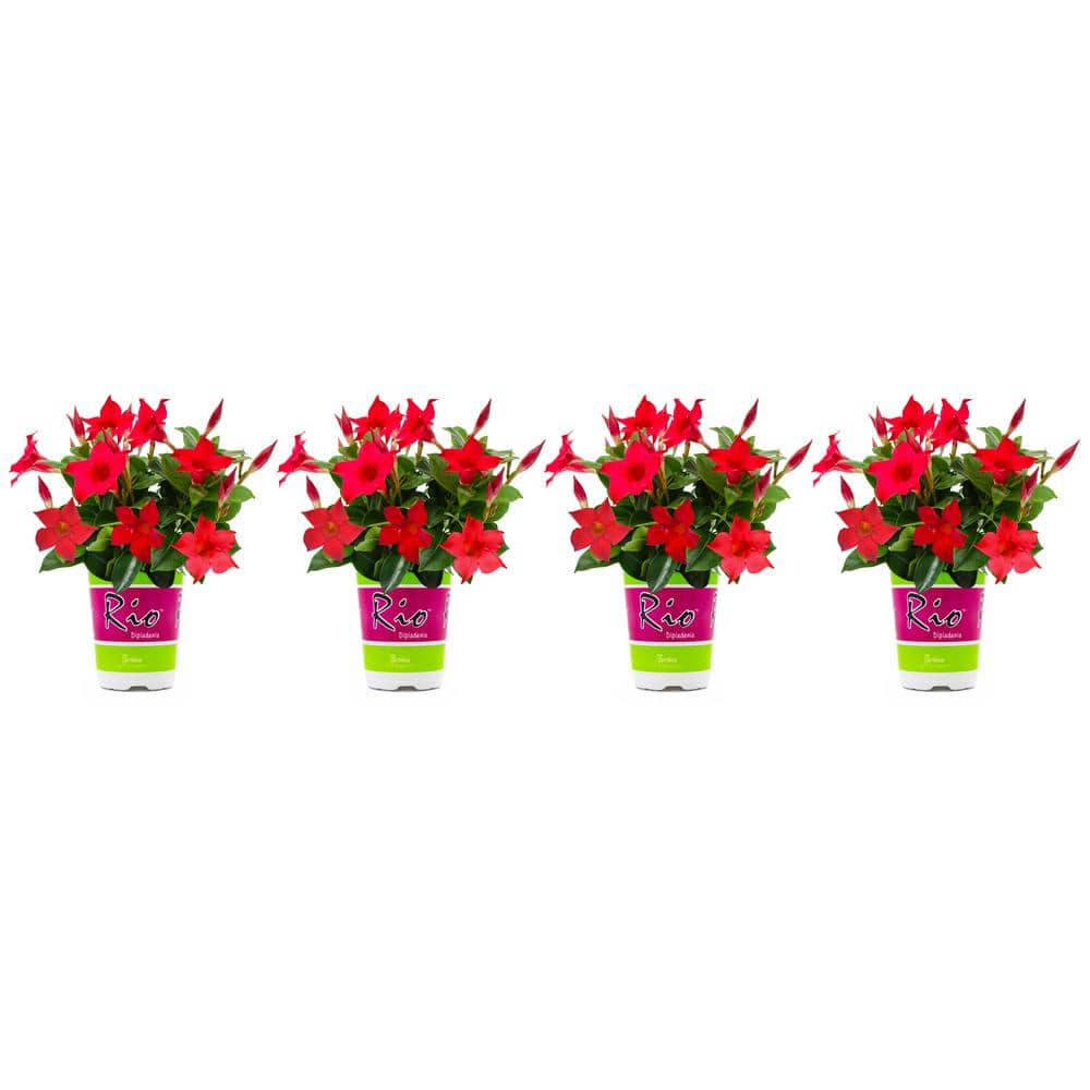 1.5 Pint Dipladenia Flowering Annual Shrub with Red Flowers (4-Pack) - Hercitys