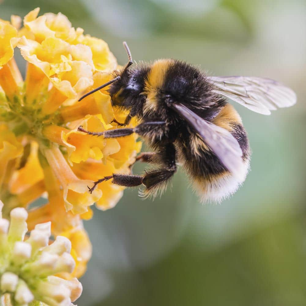 3 gal. Buddleia Honeycomb Shrub with Yellow Flowers - Hercitys