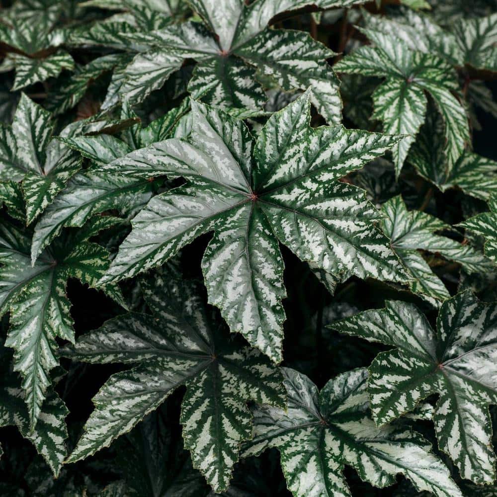 4.25 in. Eco+Grande Pegasus (Begonia) Live Plant, Green and Silver Foliage (4-Pack) - Hercitys