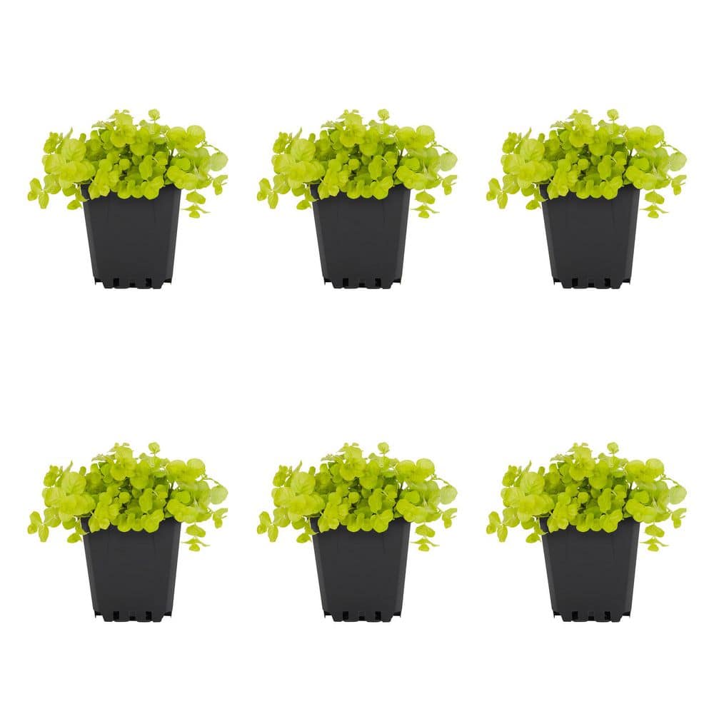1 Pt. Lysimachia Creeping Jenny Yellow Perennial Plant (6-Pack) - Hercitys