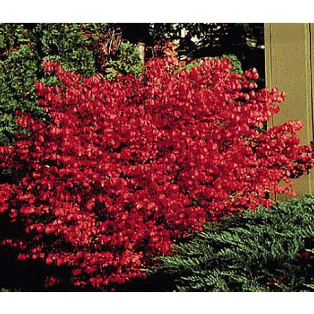 2.5 Qt. Dwarf Burning Bush Euonymus Live Shrub with Red Foliage - Hercitys