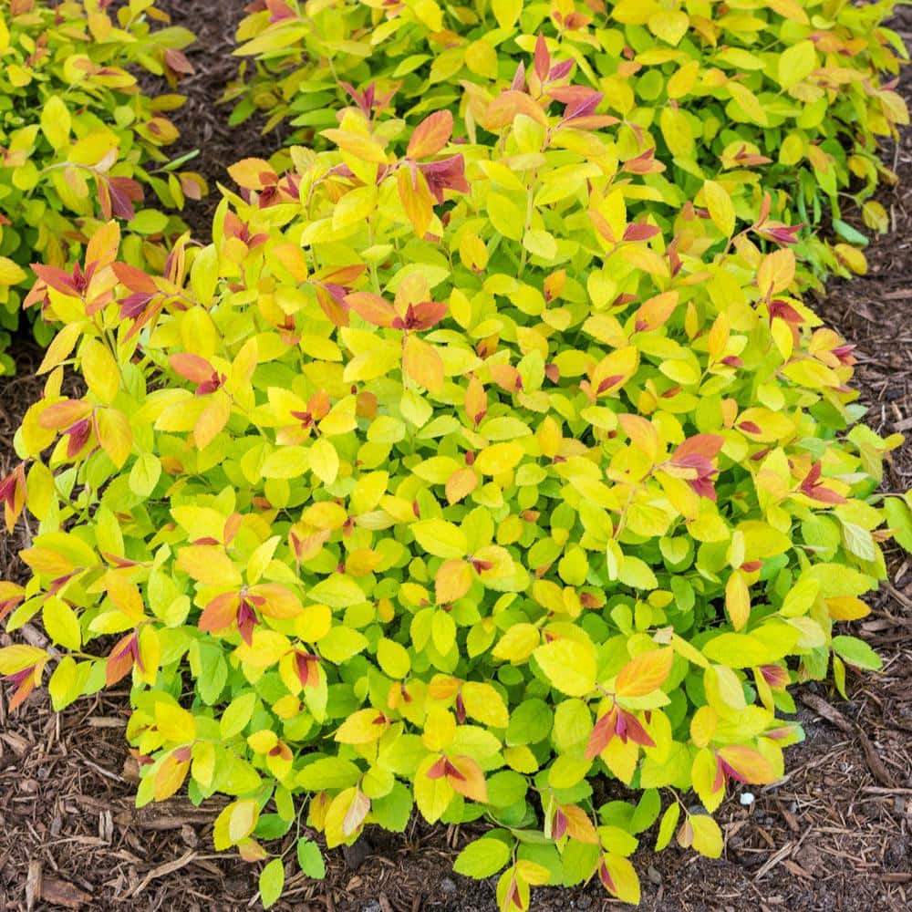1 Gal. Pot, Magic Carpet Spirea Potted Deciduous Flowering Shrub (1-Pack) - Hercitys