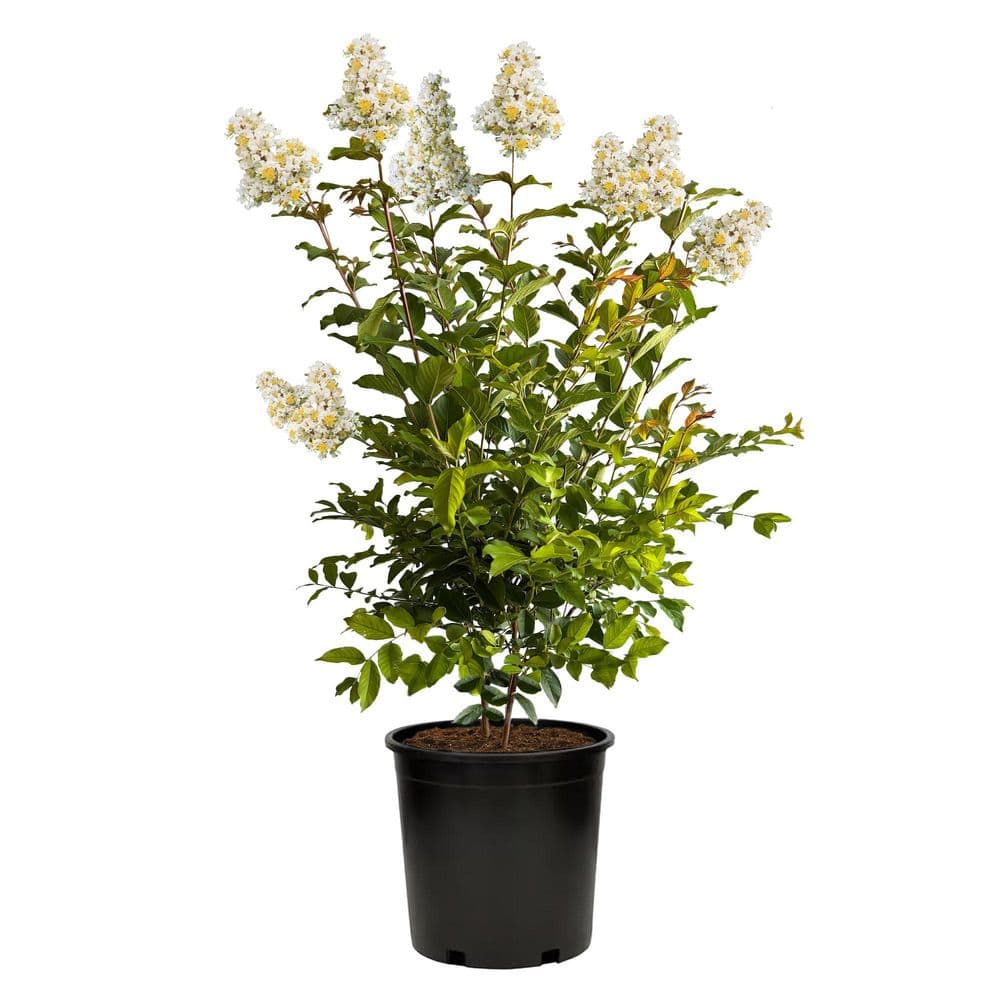 2.25 Gal. Natchez Crape Myrtle Tree - Hercitys