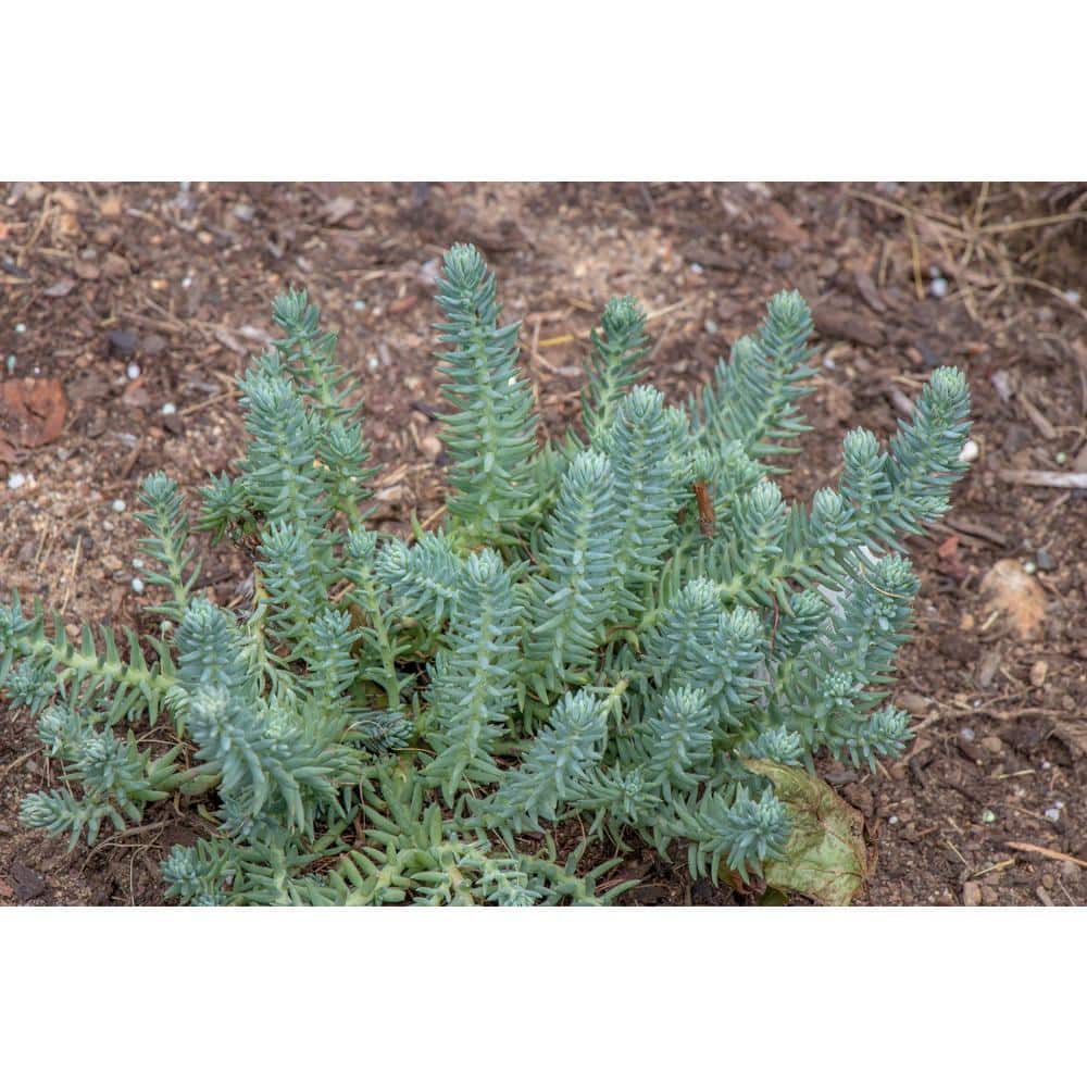 1 Gal. Blue Moon Stonecrop (Sedum Reflexum) Live Flowering Full Sun Perennial Groundcover Plant - Hercitys