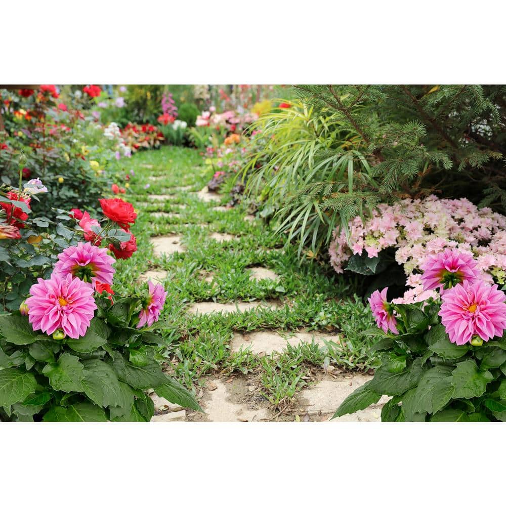 1.5 GL Dahlia Annual Plant with Pink Flowers-(1-Pack) - Hercitys