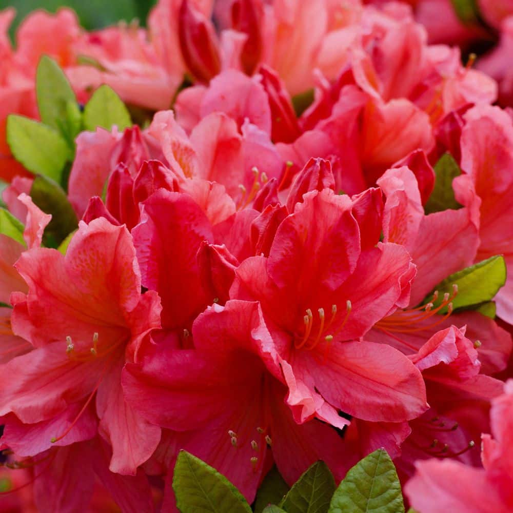 3 gal. Hershey Red Azalea Shrub with Red Flowers - Hercitys