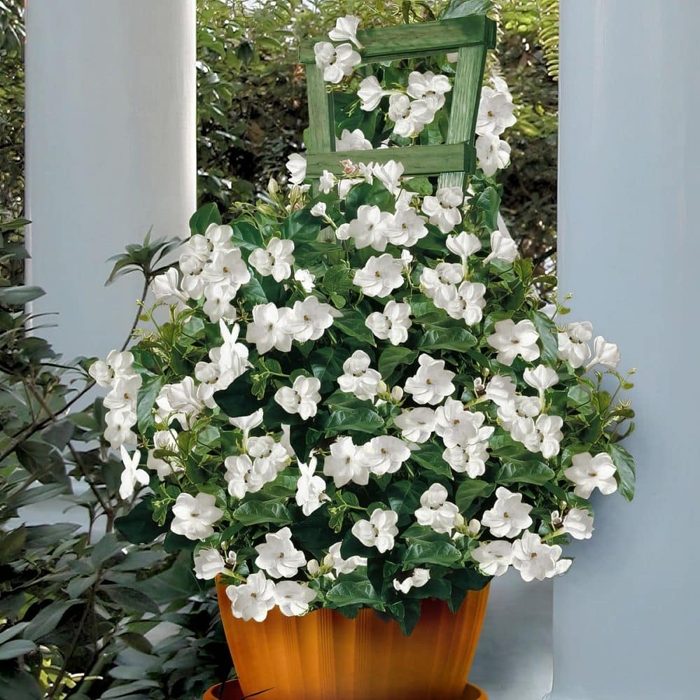 1 gal. Jasmine Sambac Arabian Plant - Hercitys