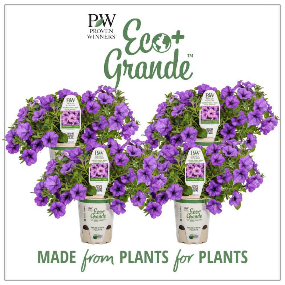 4.25 in. Eco+ Grande Supertunia Mini Vista Indigo (Petunia Hybrid) Live Annual Plant with Blue Flowers 4-Pack - Hercitys