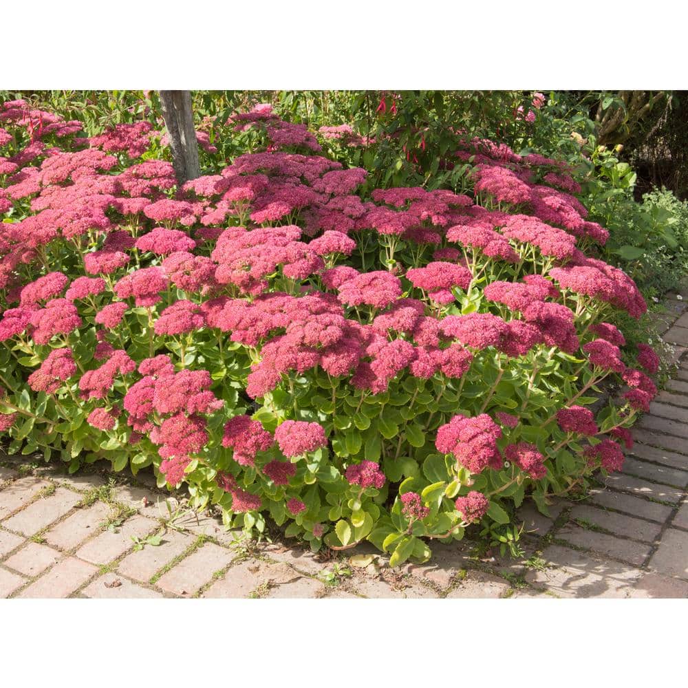 1 Gal. Autumn Joy Stonecrop Shrub With Large Fall-Blooming Pink Flowers - Hercitys