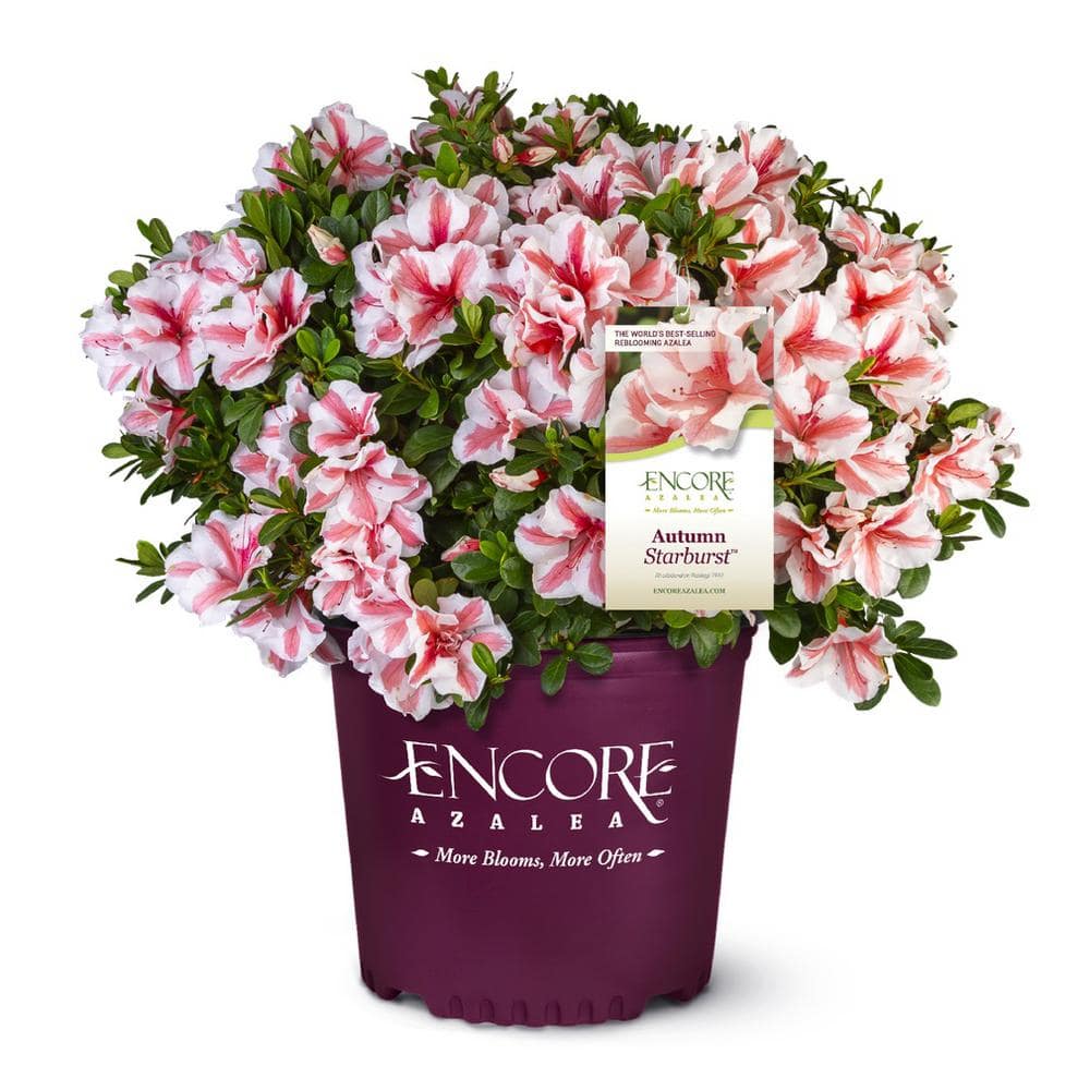 2 Gal. Autumn Starburst Encore Azalea Shrub with Coral Pink and White Reblooming Flowers - Hercitys