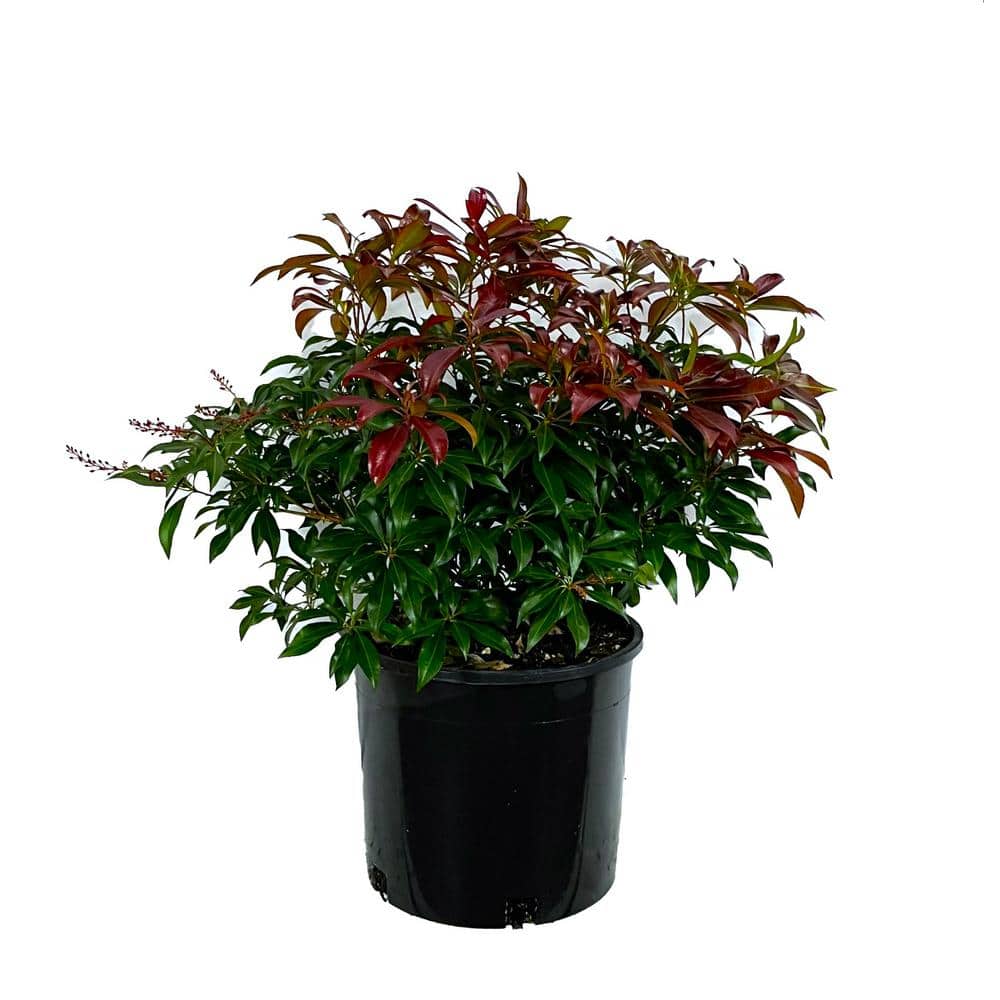 2 Gal. Katsura Pieris Live Shrub with Pink Flowers - Hercitys