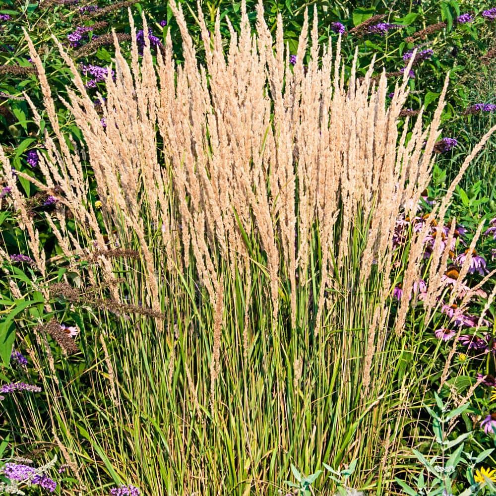 1 Gal. Pot Karl Forester (Calamagrostis) Ornamental Grass Perennial Plant (1-Pack) - Hercitys