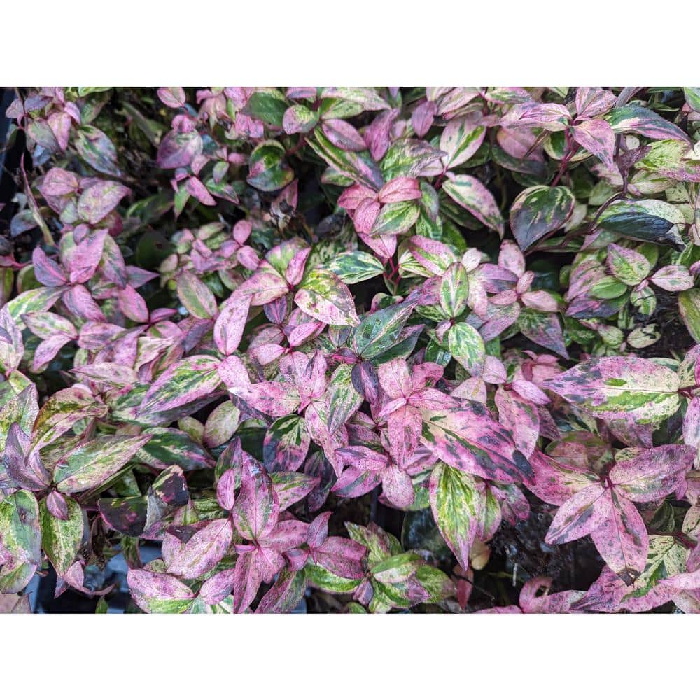 4.5 in. Quartz Paisley Pup Doghobble (Leucothoe Fontanesiana) Live Flowering Shrub with White Flowers - Hercitys
