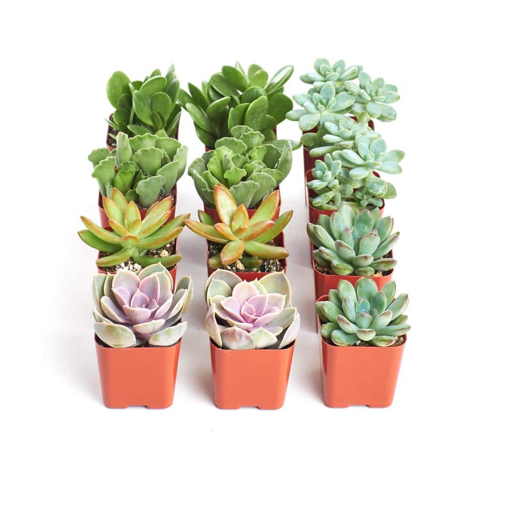2 in. Assorted Succulent (Collection of 12) - Hercitys