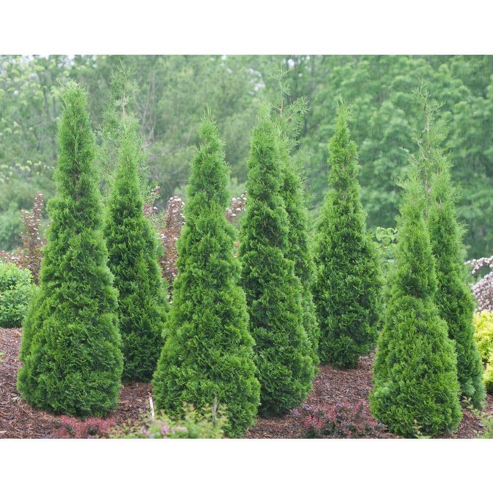 1 Gal. North Pole Arborvitae (Thuja) Live Evergreen Shrub, Green Foliage - Hercitys