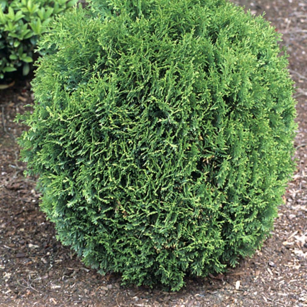 1.5 Gal Little Giant Dwarf Arborvitae (Thuja o. Little Giant) Evergreen Shrub 1-Each - Hercitys