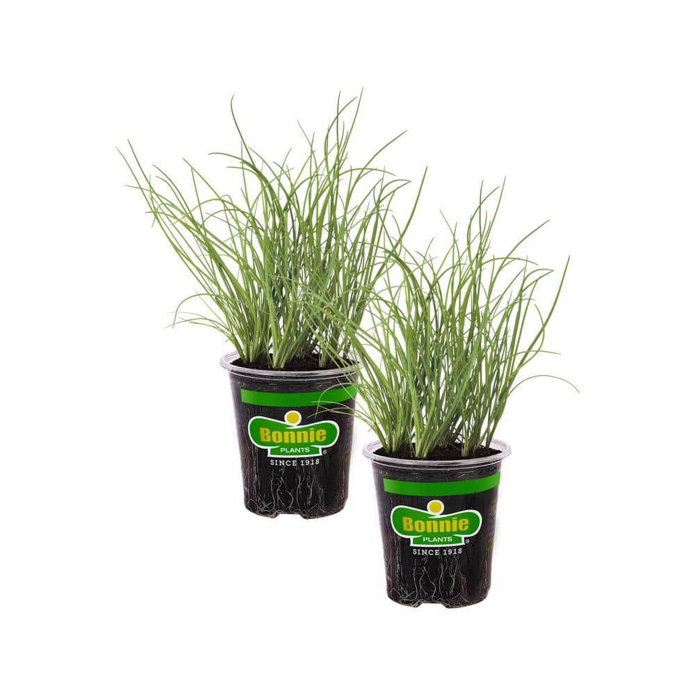 19 oz. Onion Chives Herb Plant (2-Pack) - Hercitys