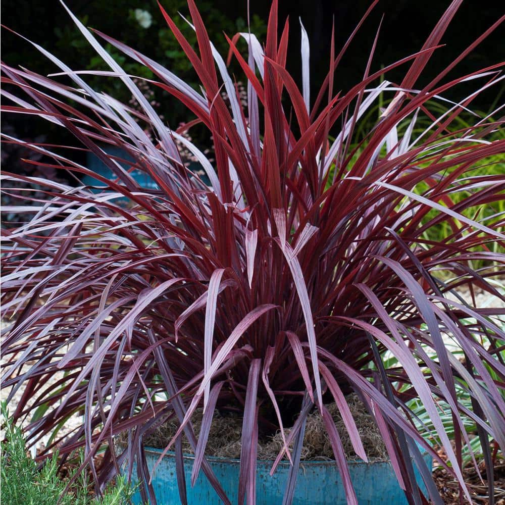 2.5 Qt. Design-A-Line Cordyline – Narrow Arching Rich Burgundy Foliage - Hercitys