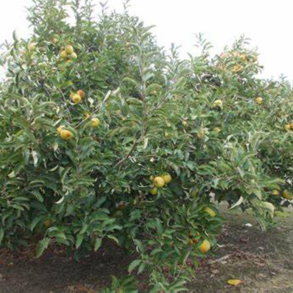 5 gal. Gold Rush Apple Tree - Hercitys