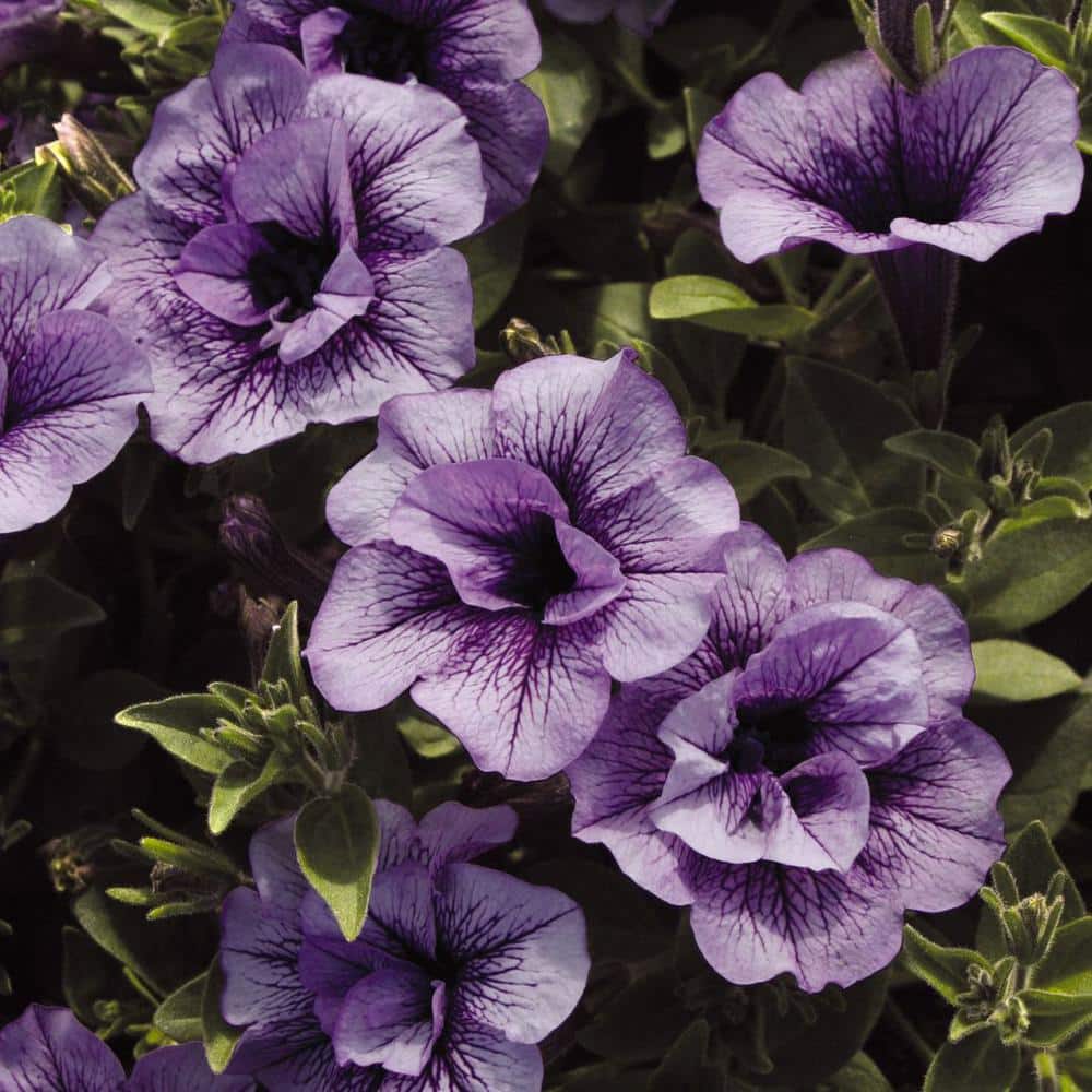 4.25 in. Eco+Grande, Supertunia Priscilla (Petunia) Live Plant, Purple Flowers (4-Pack) - Hercitys
