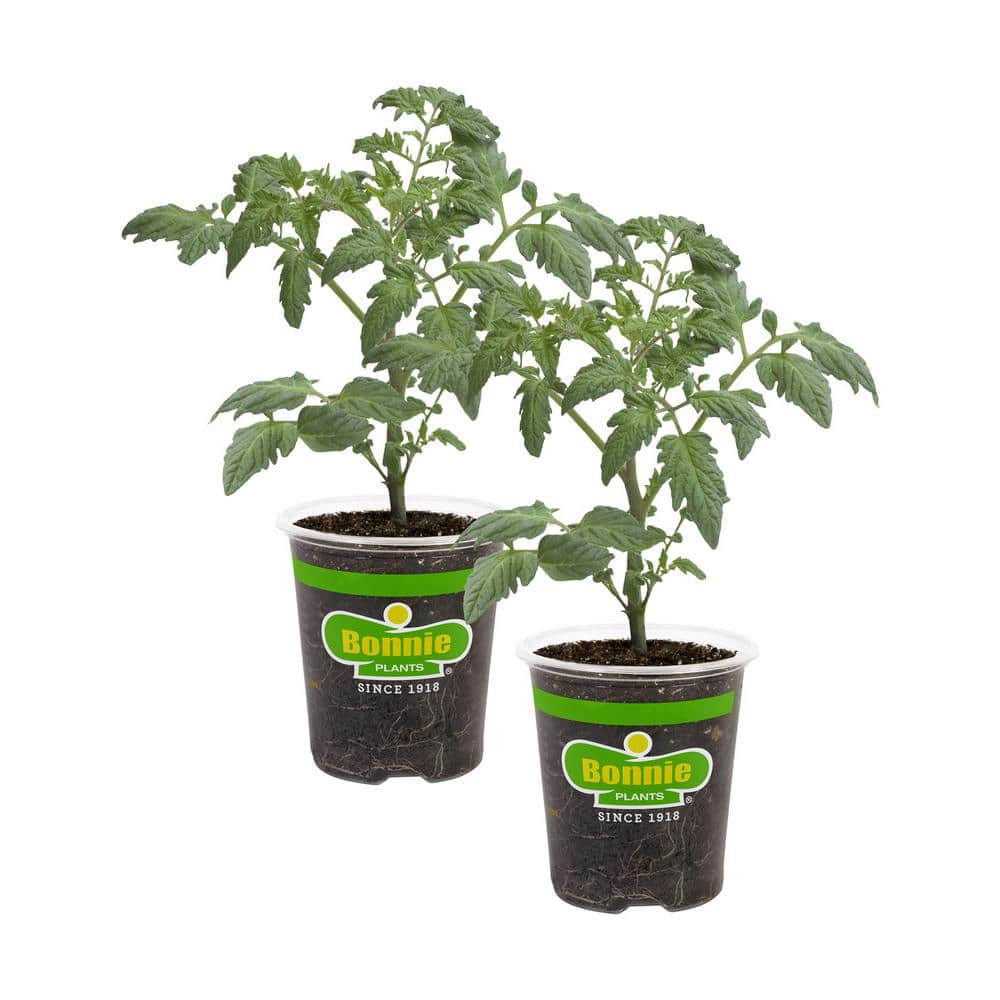 19 oz. Cherokee Purple Heirloom Tomato Plant (2-Pack) - Hercitys