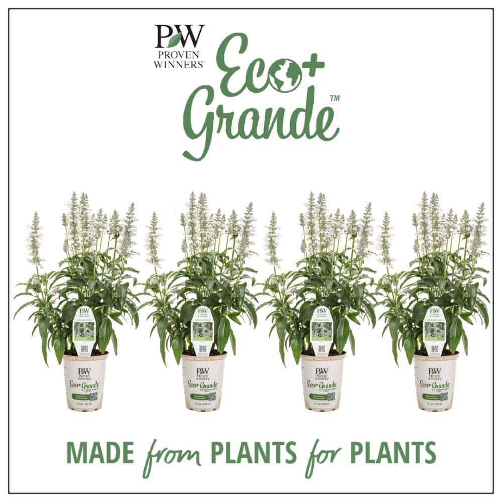 4.25 in. Eco+ Grande Unplugged White Mealycup Sage (Salvia Farinacea) Live Annual Plant with White Flowers 4-Pack - Hercitys