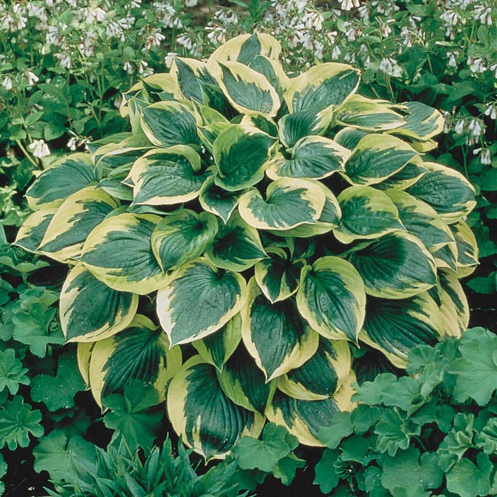 1 Gal. Pot, Aureo Marginata Hosta Potted Perennial Plant (1-Pack) - Hercitys