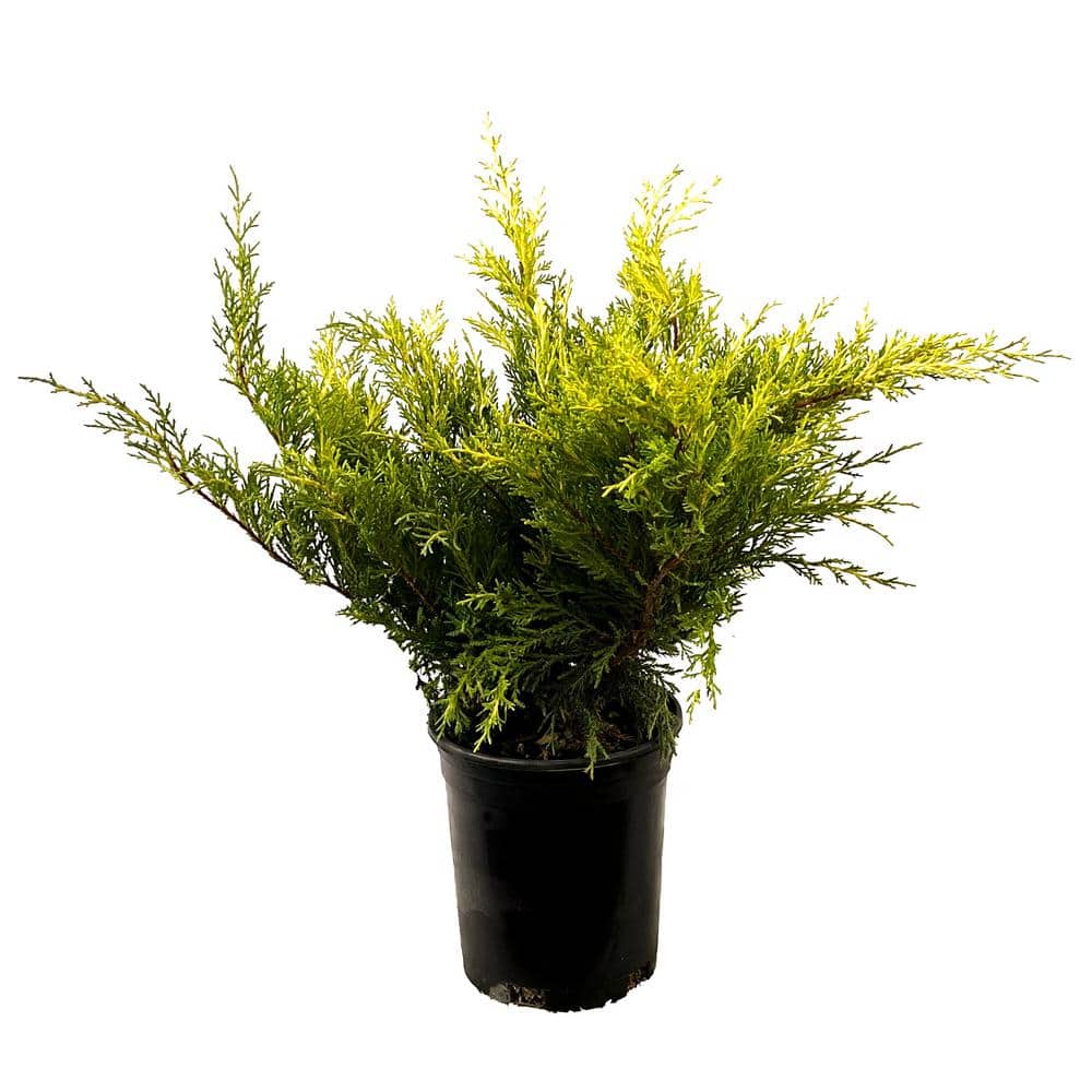 2.5 Qt. Old Gold Juniper Live Shrub with Golden Foliage - Hercitys