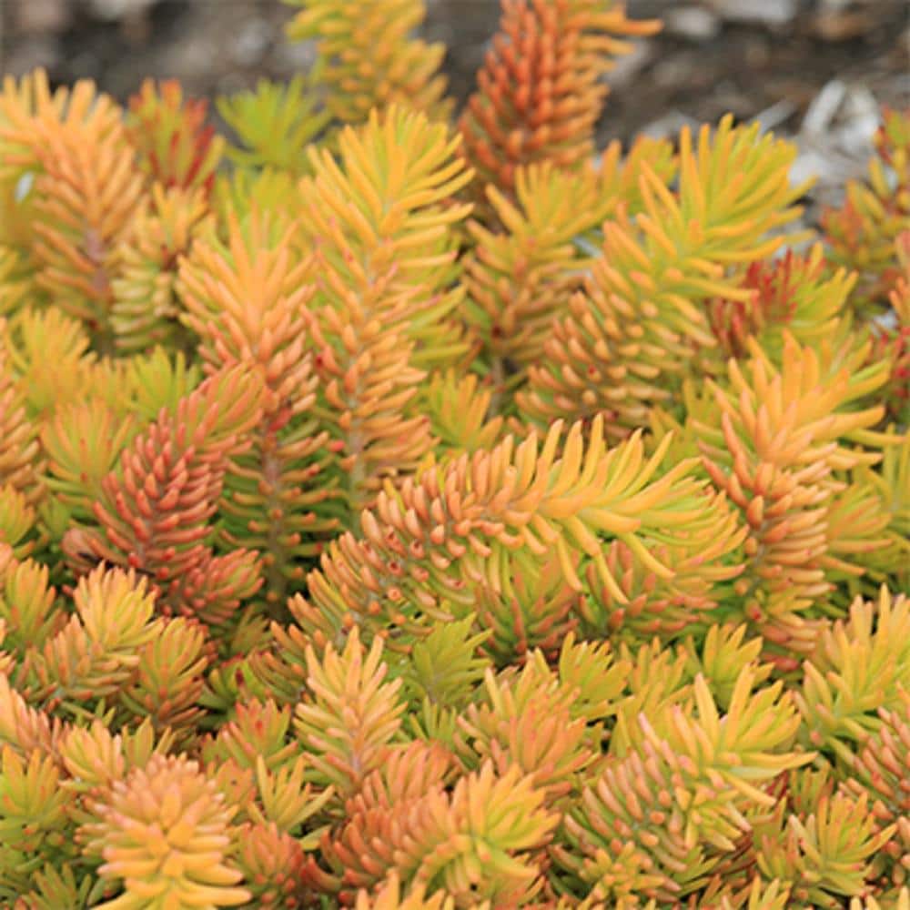 1 Gal Solar Spice Sedum (Sedum Reflexum) Live Full Sun Perennial Plant - Hercitys