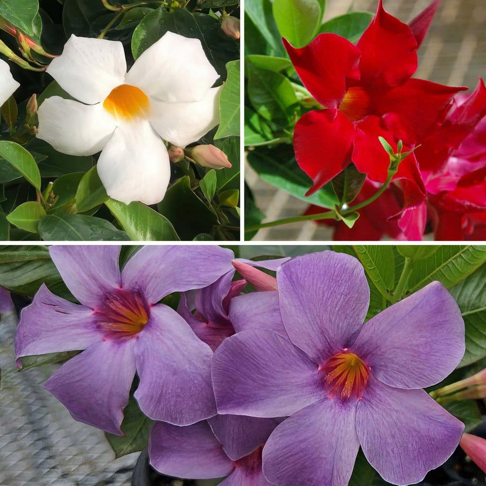 4 in. Mandevilla Plant American Celebration Collection (3-Pack) - Hercitys