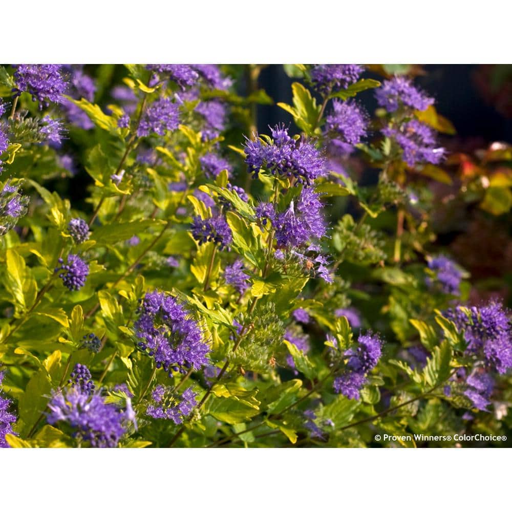 4.5 in. qt. Sunshine Blue II Bluebeard (Caryopteris) Live Shrub, Blue Flowers and Bright Yellow Foliage - Hercitys